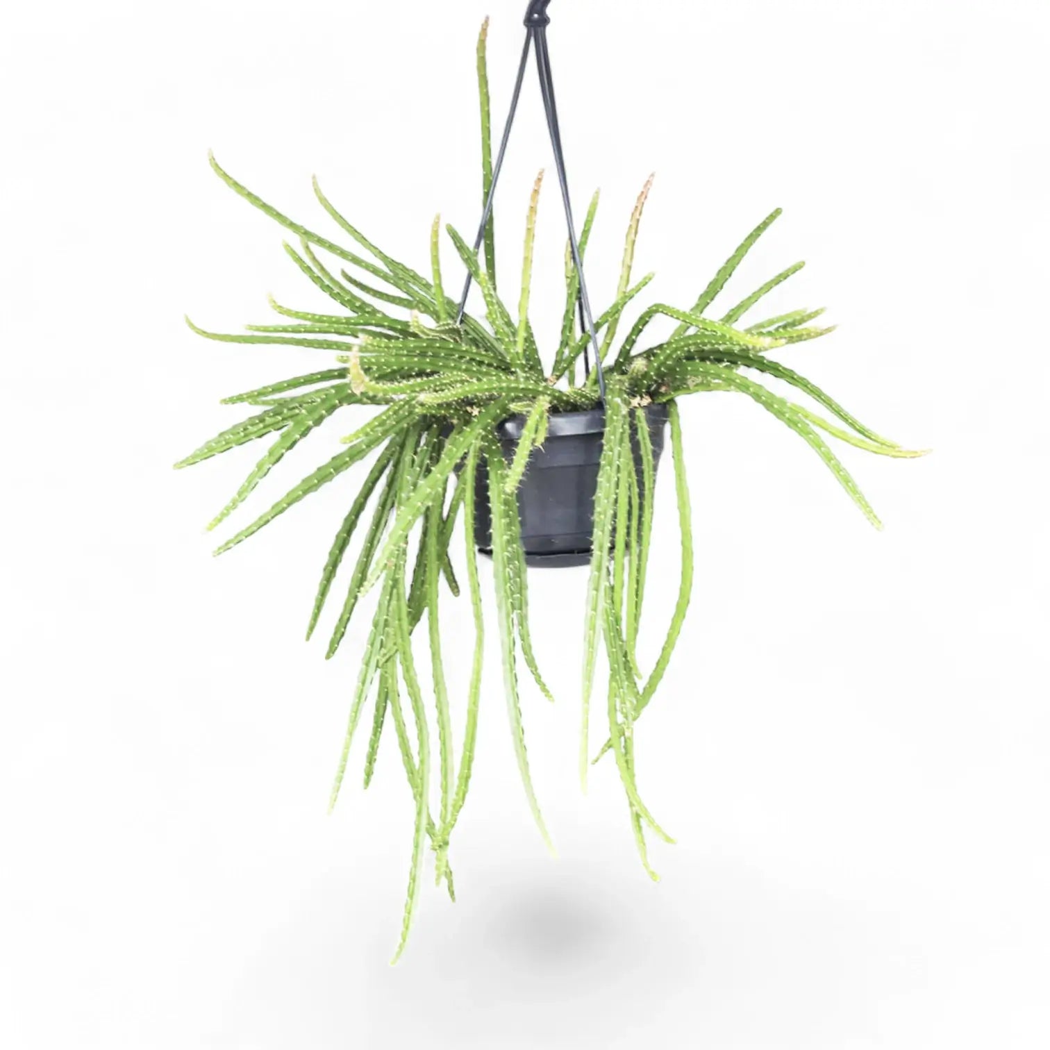 Aporocactus 'Melanie' potted plant in nursery pot on white background.