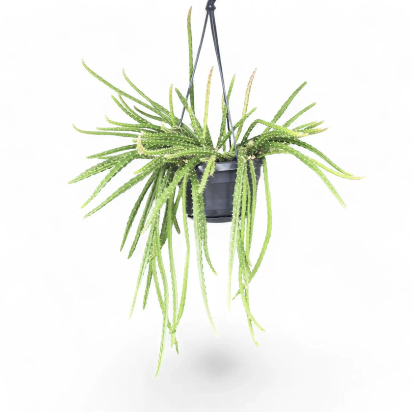 Aporocactus 'Melanie' – Zimmerpflanze im Kulturtopf auf weißem Hintergrund, Produktfoto 2.