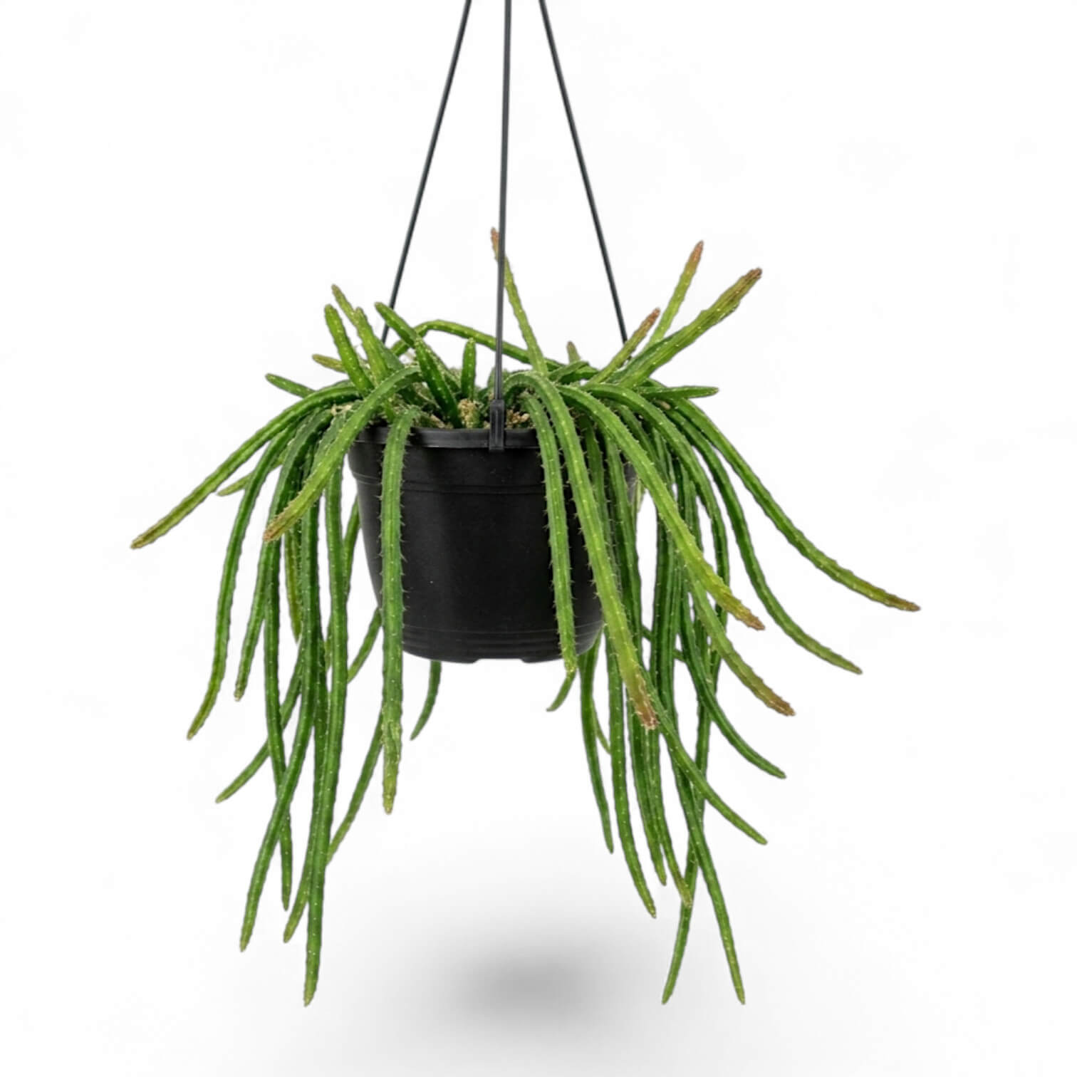 Aporocactus 'Melanie' hanging plant in a nursery pot.