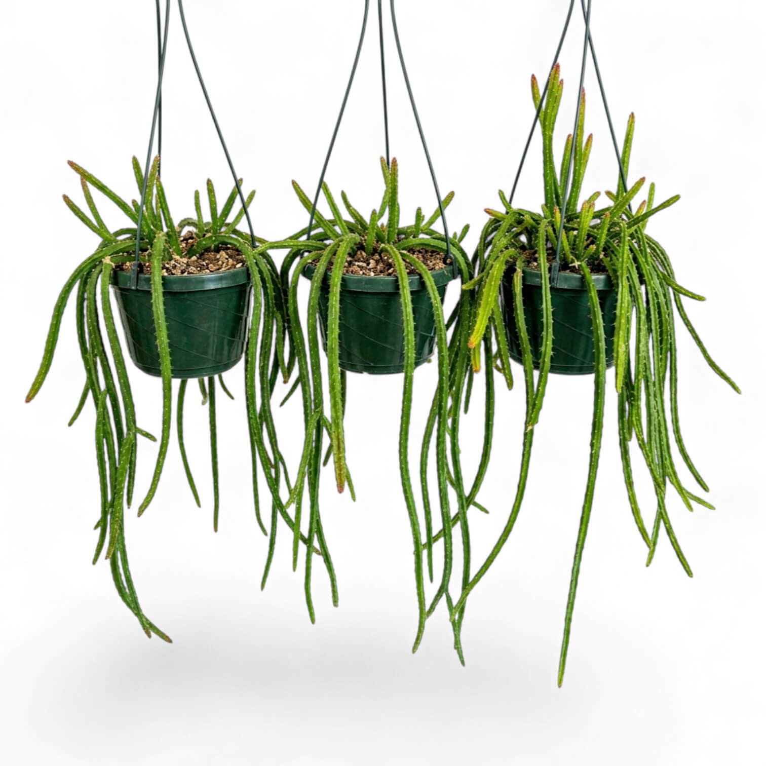 Aporocactus 'Melanie' hanging plant in a nursery pot.