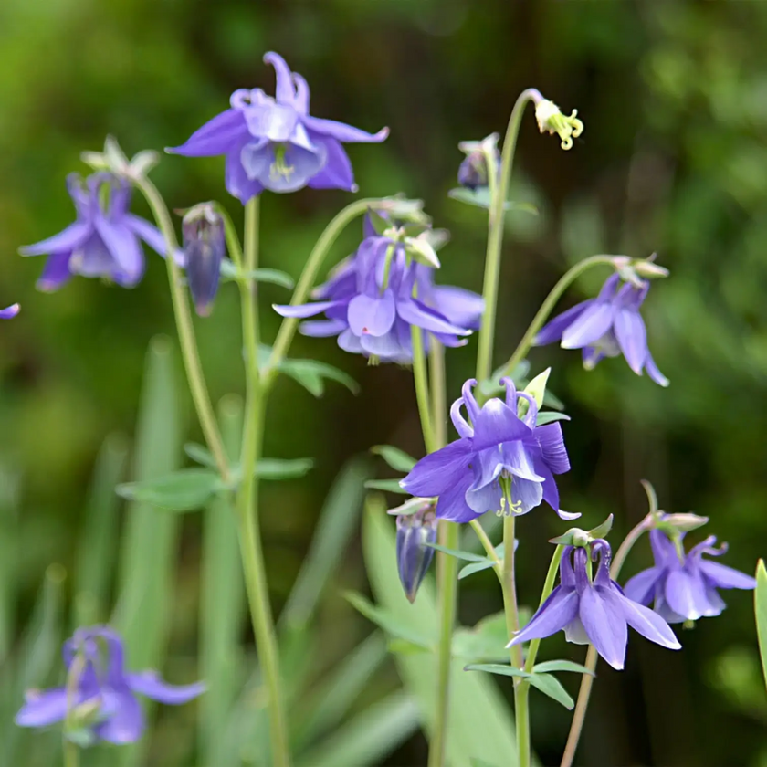 Aquilegia caerulea 'Spring Magic Blue & White' – Detailaufnahme der Pflanze.