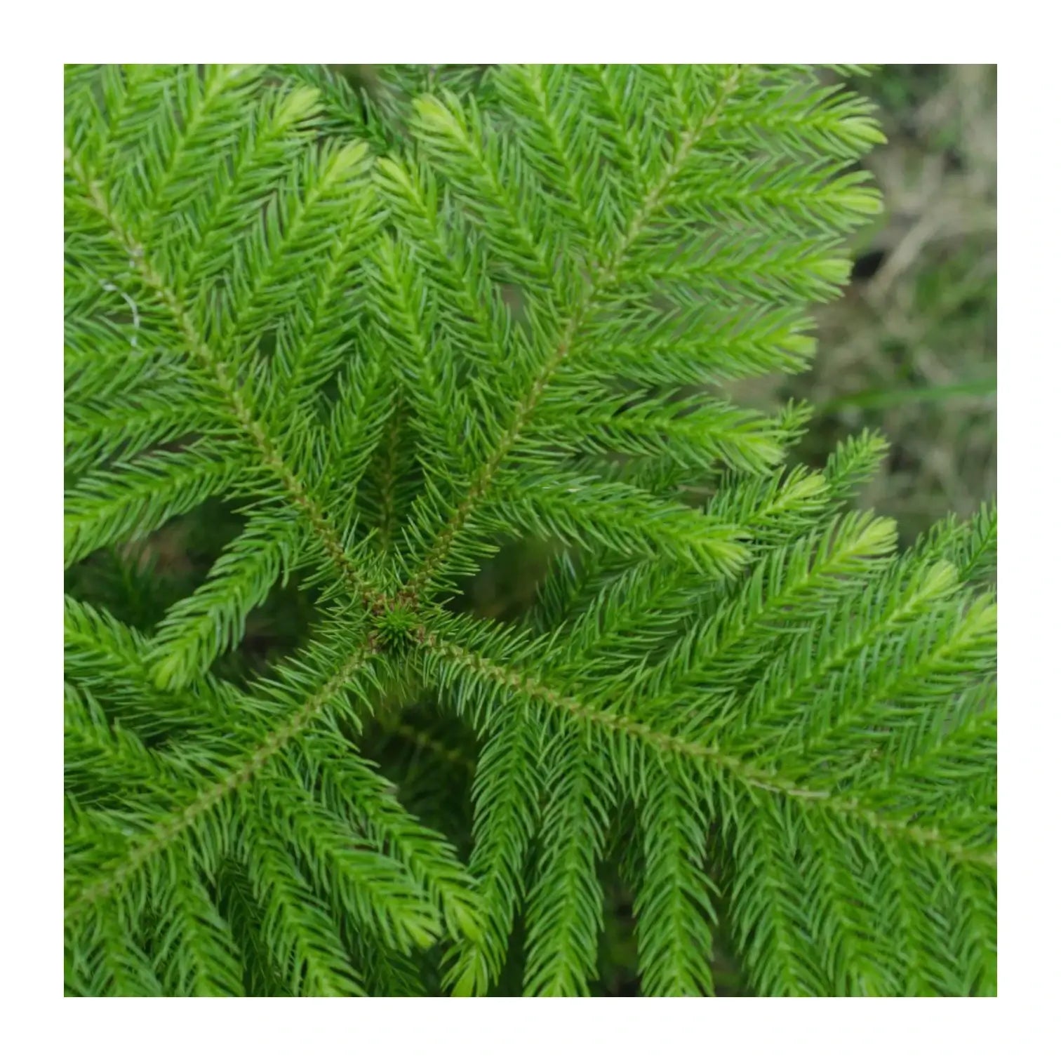Norfolk Island Pine (Araucaria heterophylla) leaf detail on white background.