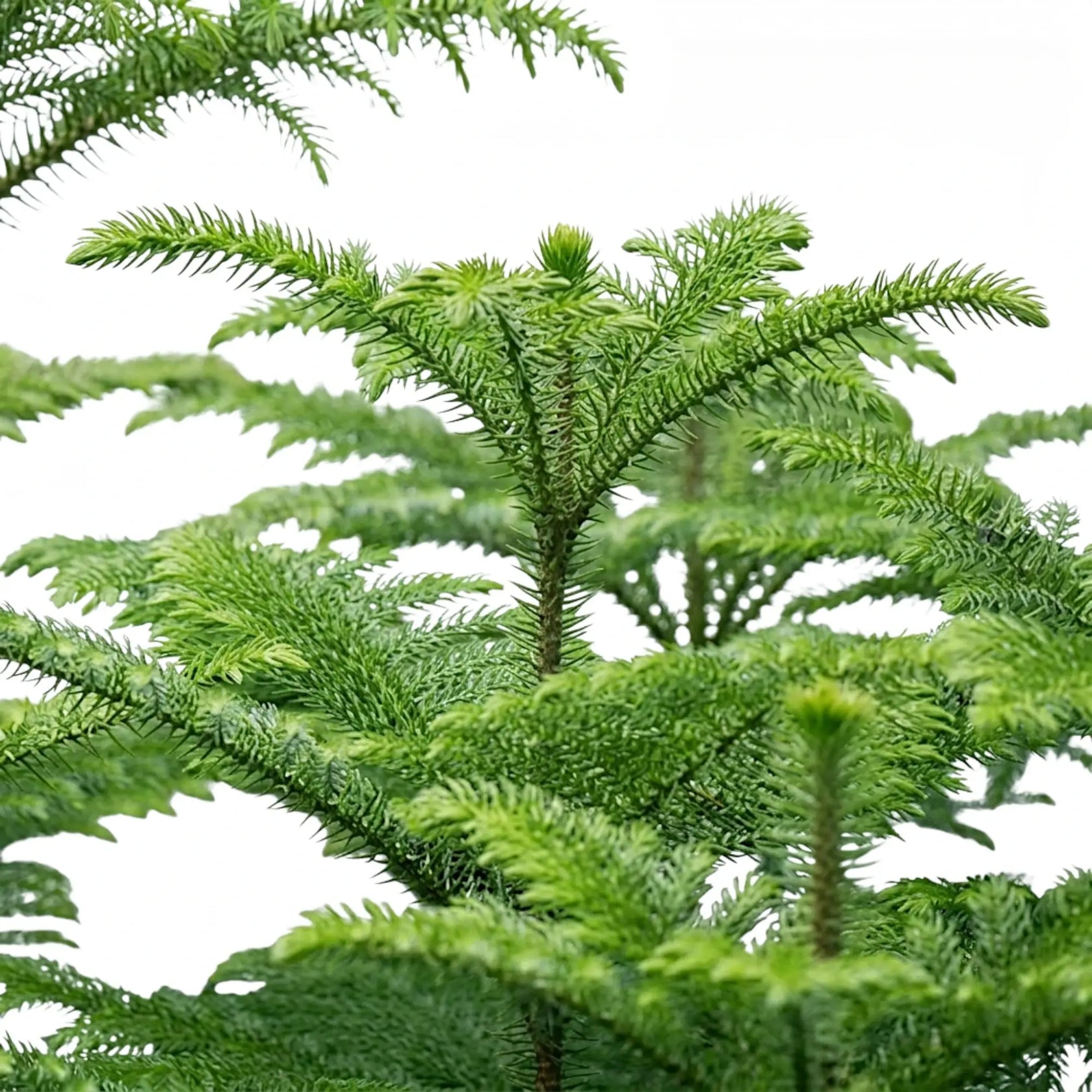 Blattdetail der Zimmertanne (Araucaria heterophylla) mit weichen grünen Nadeln.