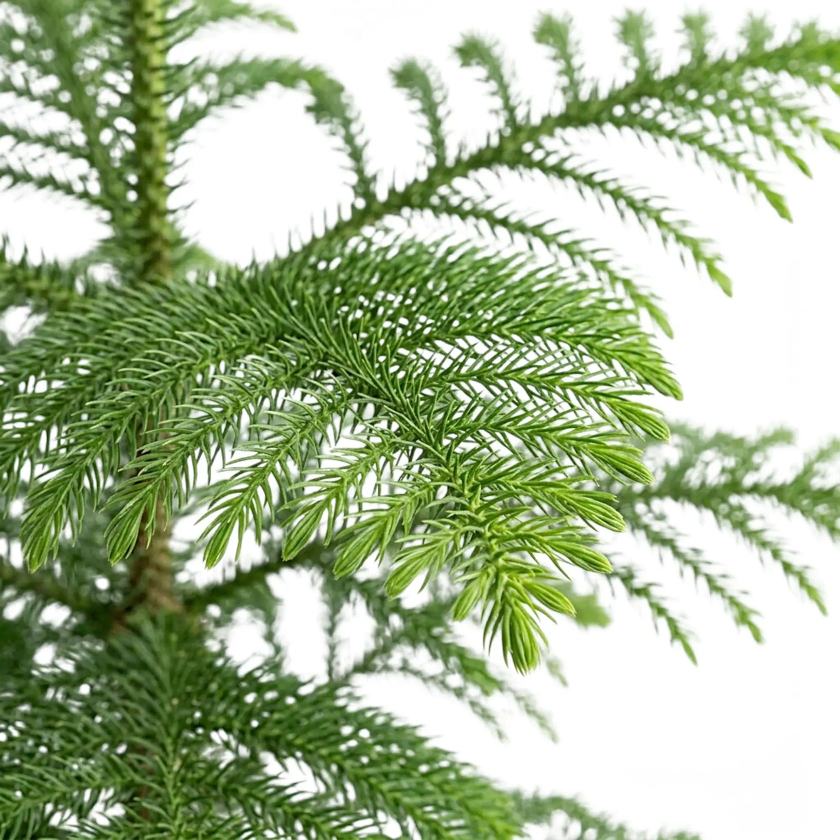 Blattdetail der Zimmertanne (Araucaria heterophylla) mit weichen grünen Nadeln.