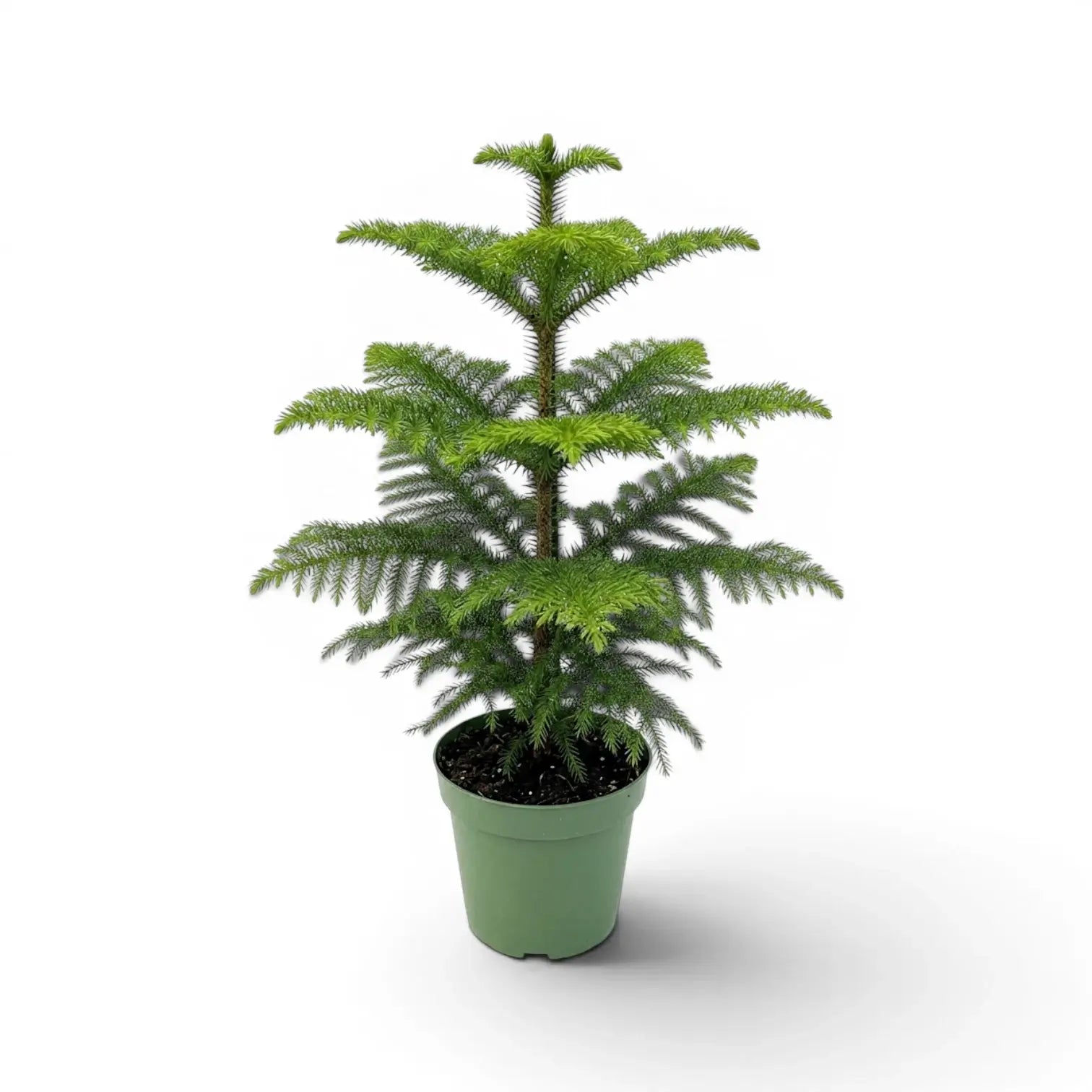 Mittelgroße Zimmertanne (Araucaria heterophylla) im Kulturtopf.