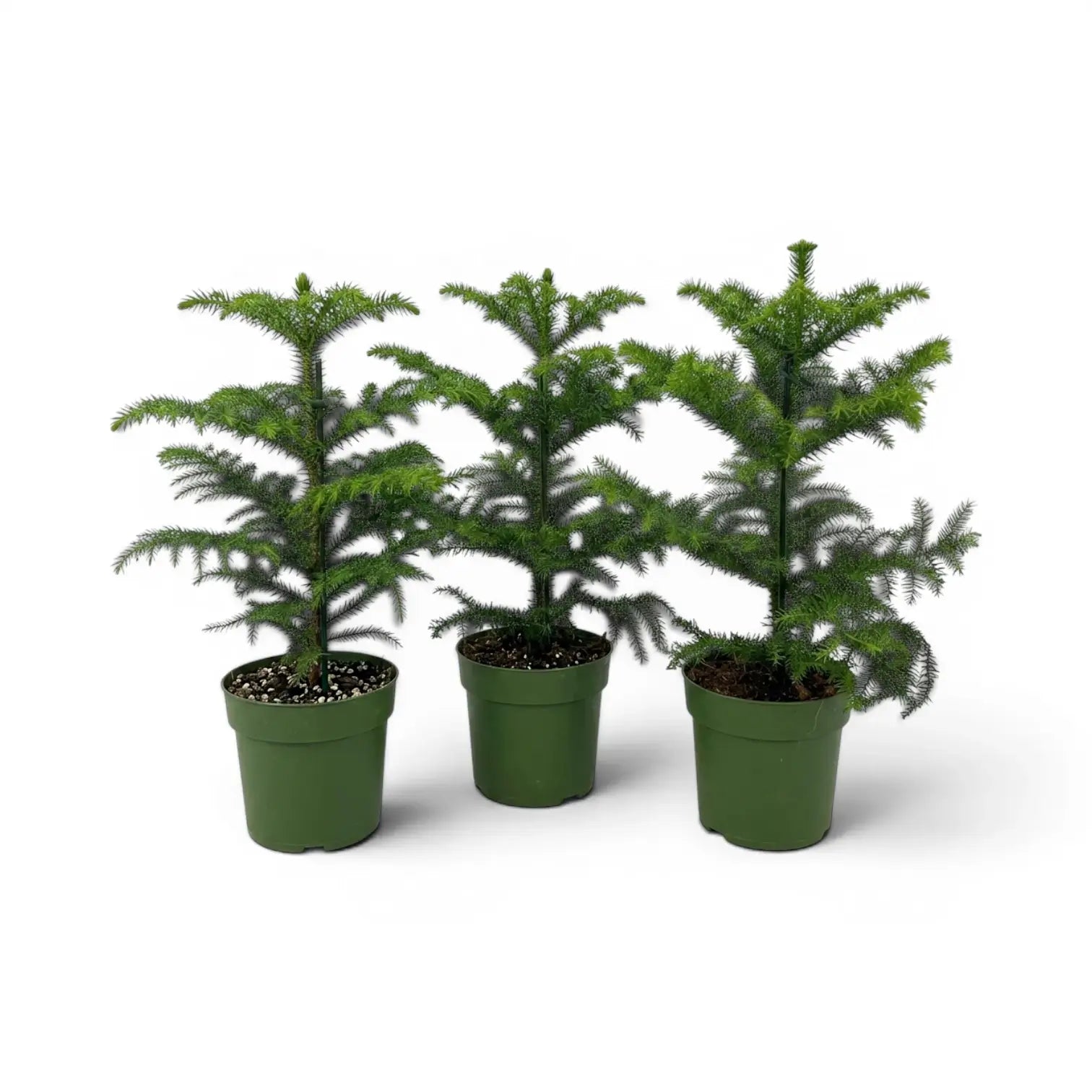 Kleine Zimmertanne (Araucaria heterophylla) im Kulturtopf.