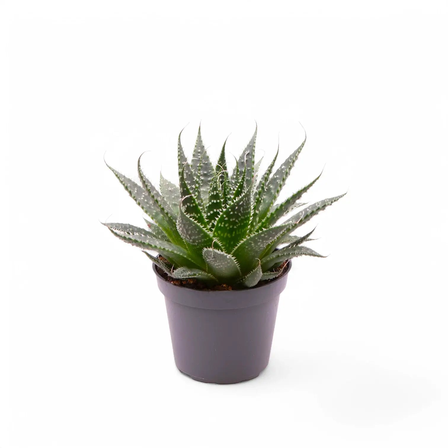 Aristaloe aristata potted plant in nursery pot on white background.