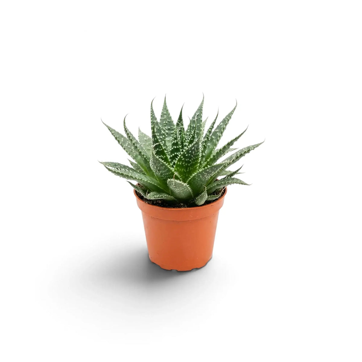 Aristaloe aristata als junge Sukkulente im Kulturtopf mit kompaktem Wuchs aus mehreren Rosetten
