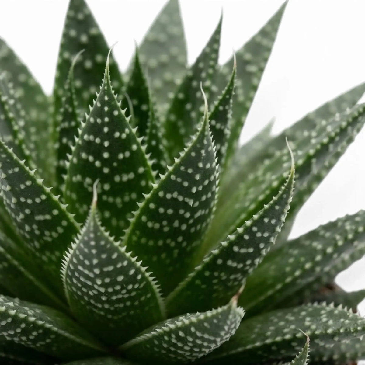 Blattdetail von Aristaloe aristata mit erhabenen weißen Punkten auf dunkelgrünen Blättern