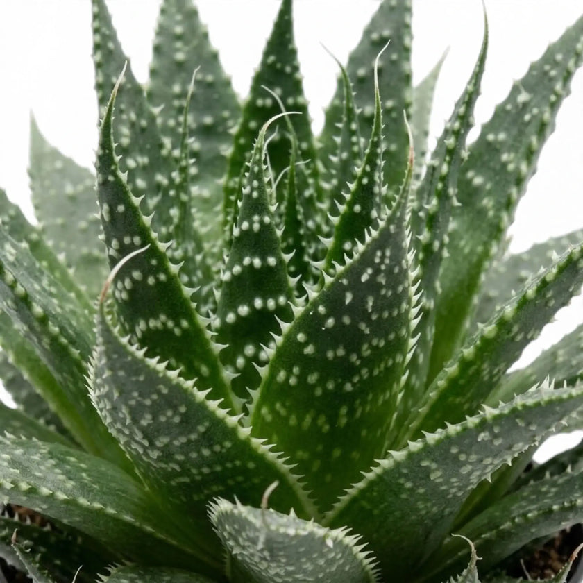 Nahaufnahme von Aristaloe aristata mit gesprenkelten, gezähnten Blättern und feinen Borstenspitzen