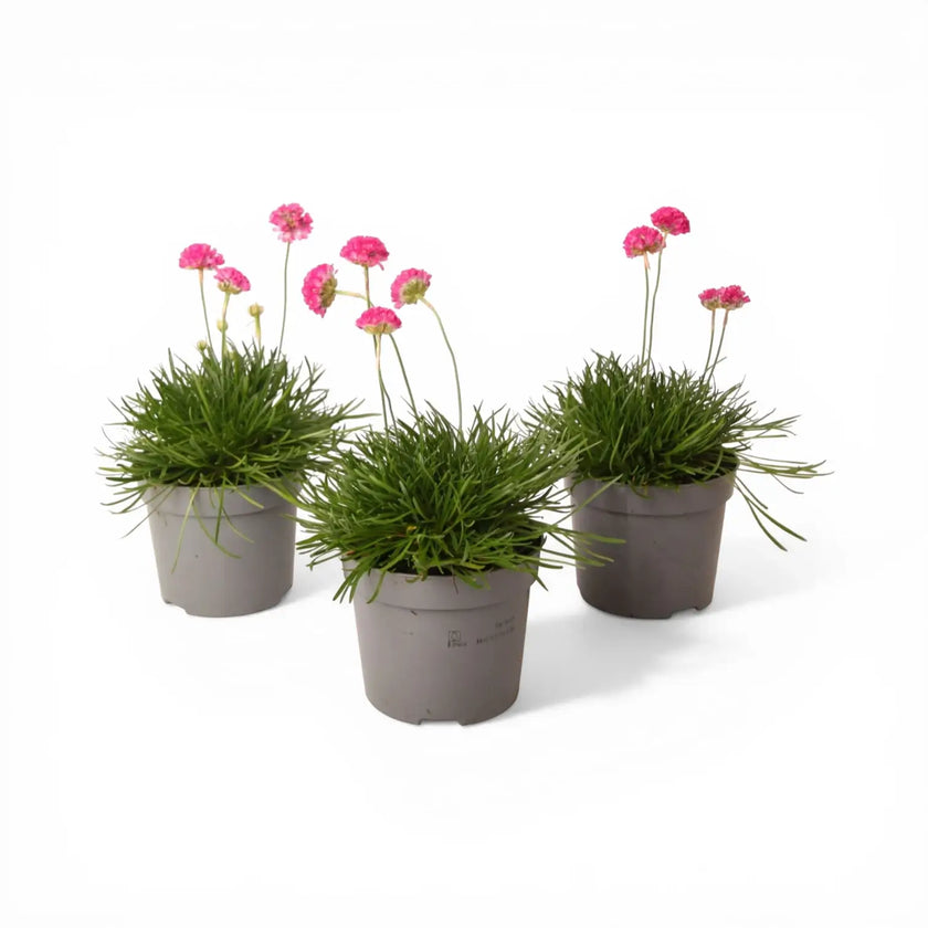Armeria maritima 'Abbey Deep Rose' detail shot.