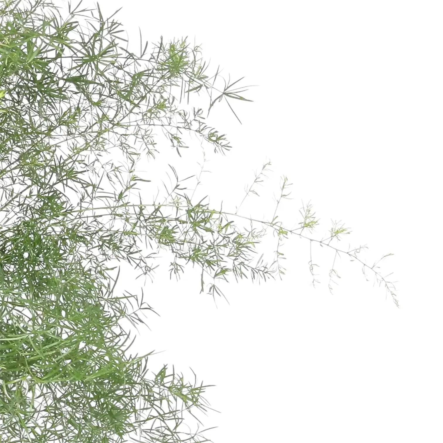 Asparagus densiflorus 'Sprengeri' leaf detail on white background.