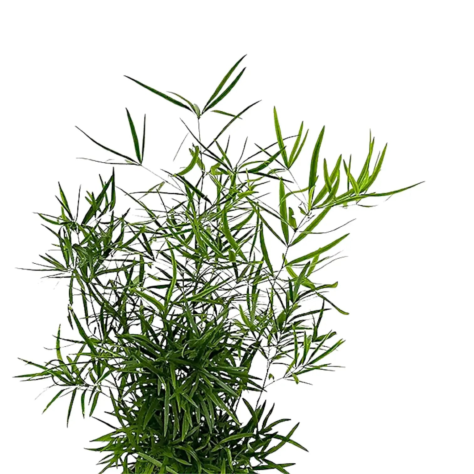 Asparagus falcatus leaf detail on white background.