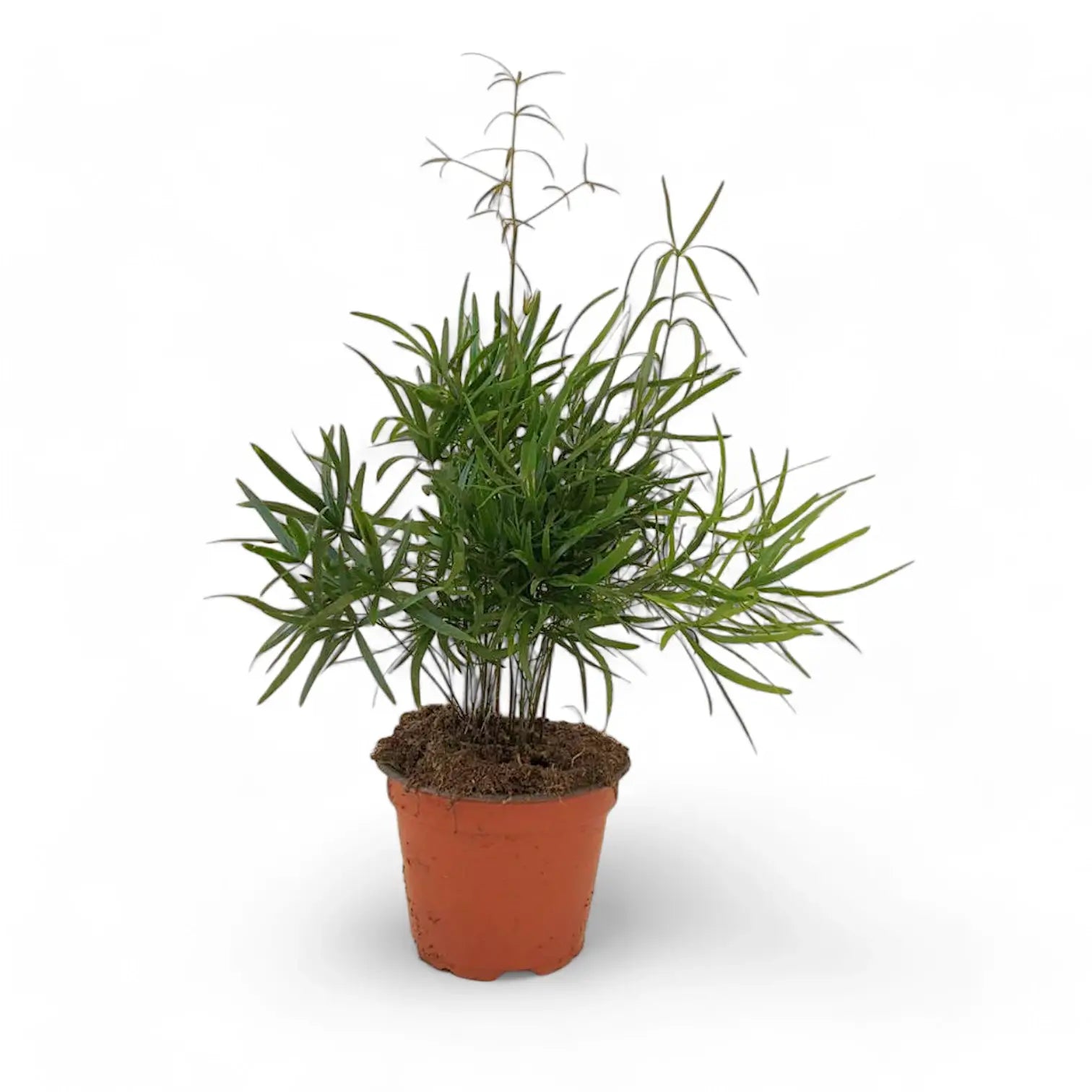 Asparagus falcatus potted plant in nursery pot on white background.