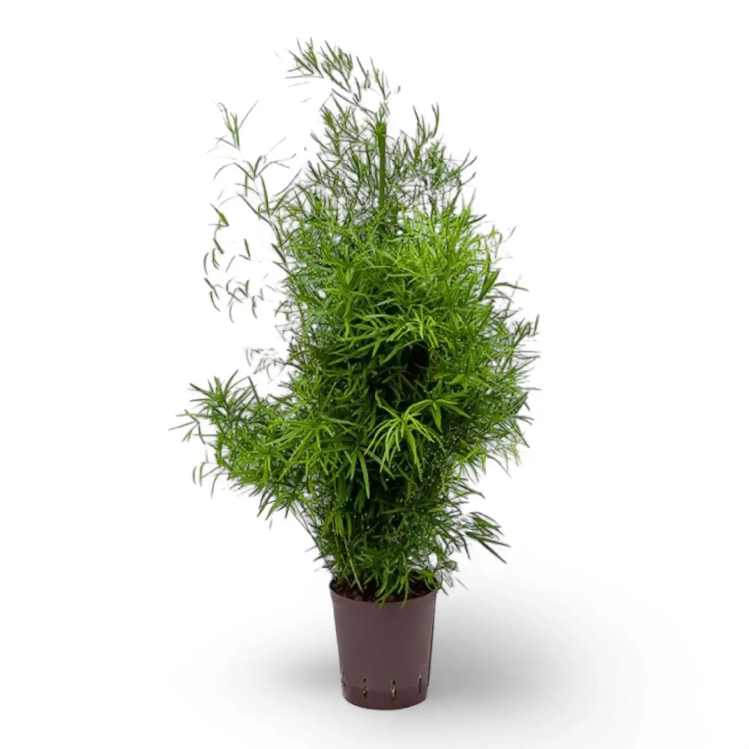 Asparagus falcatus potted plant in nursery pot on white background.