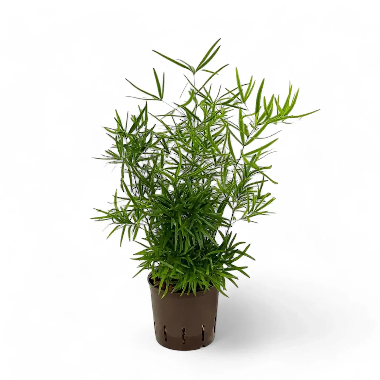 Asparagus falcatus potted plant in nursery pot on white background.