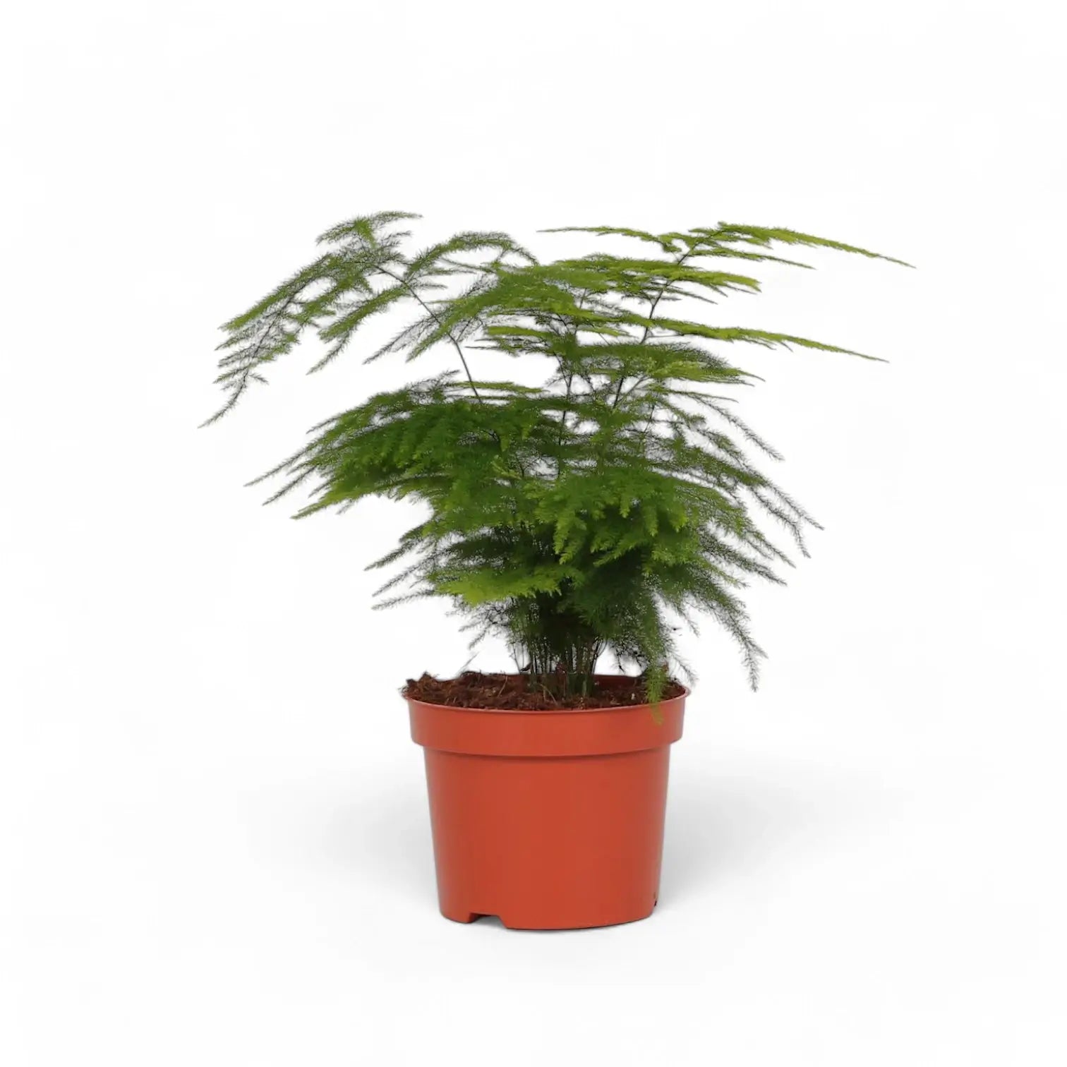 Asparagus setaceus potted plant in nursery pot on white background.