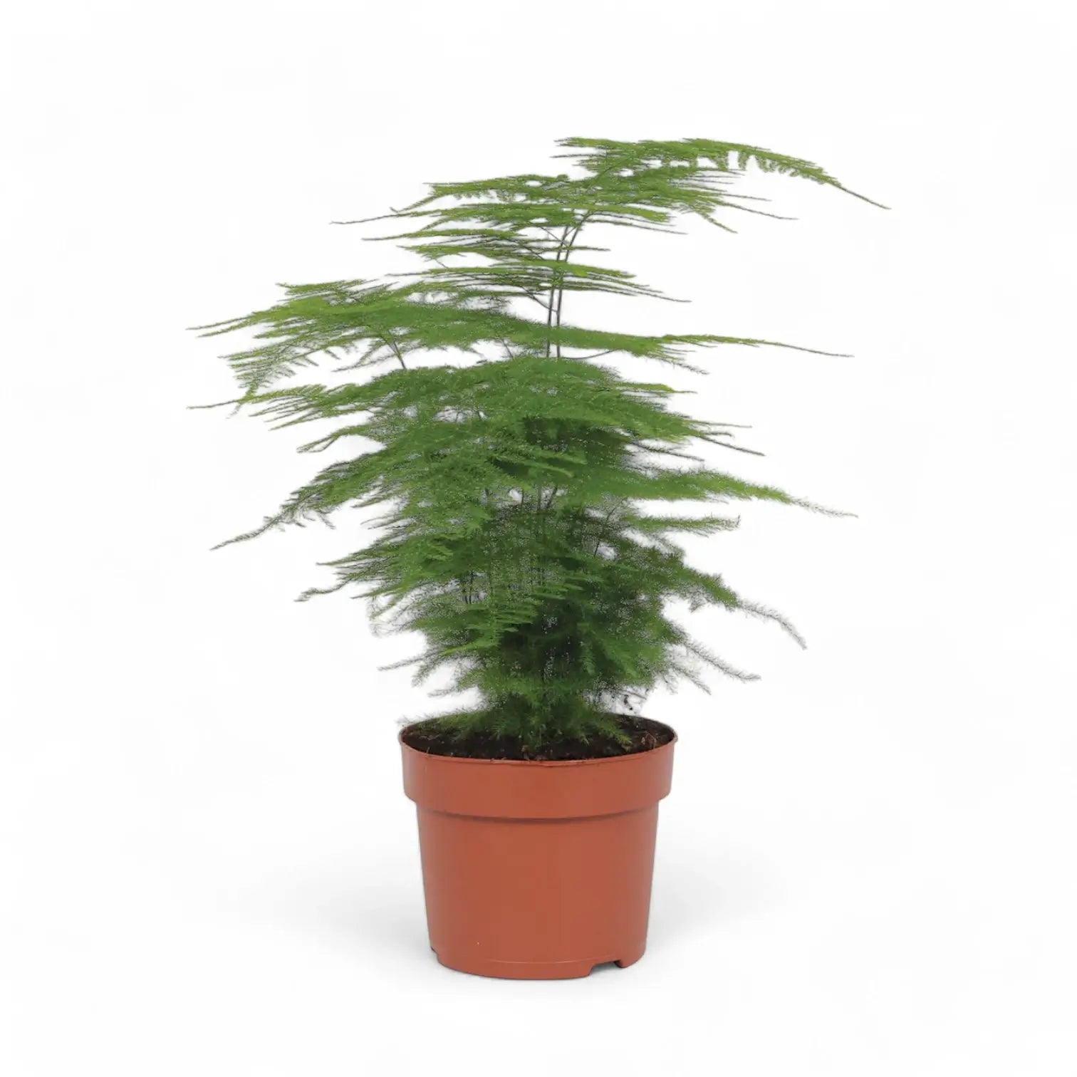 Asparagus setaceus potted plant in nursery pot on white background.