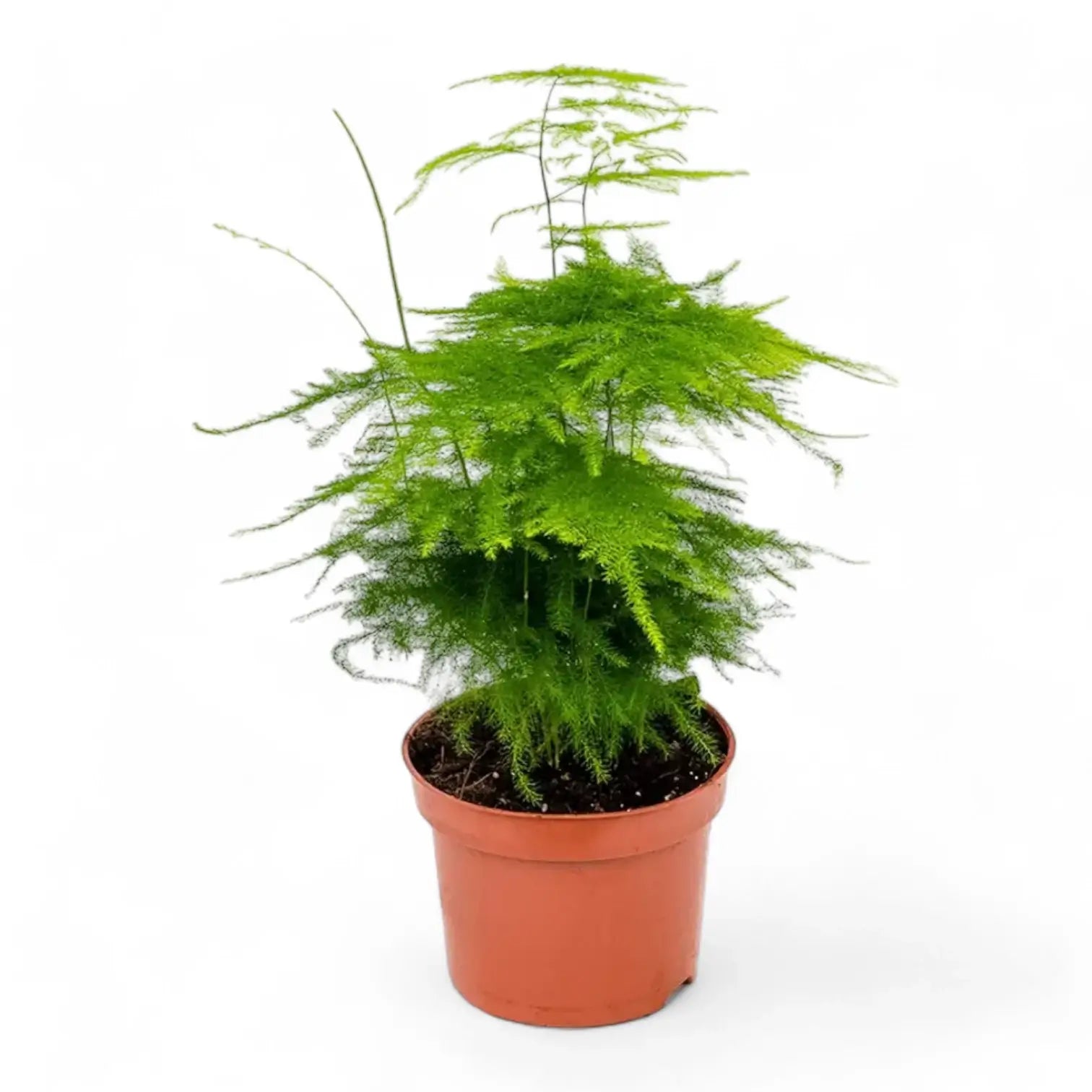 Asparagus setaceus potted plant in nursery pot on white background.