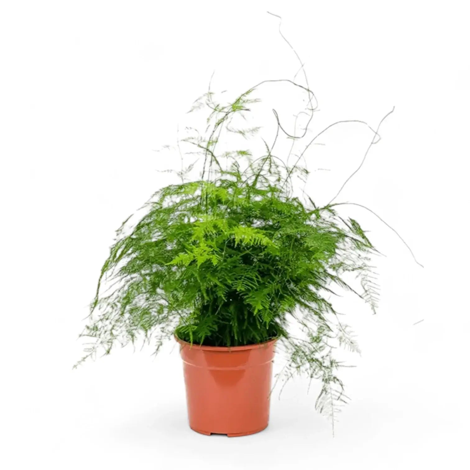 Asparagus setaceus potted plant in nursery pot on white background.