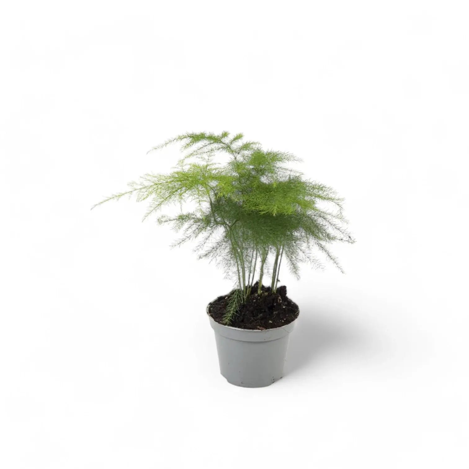 Asparagus setaceus potted plant in nursery pot on white background.