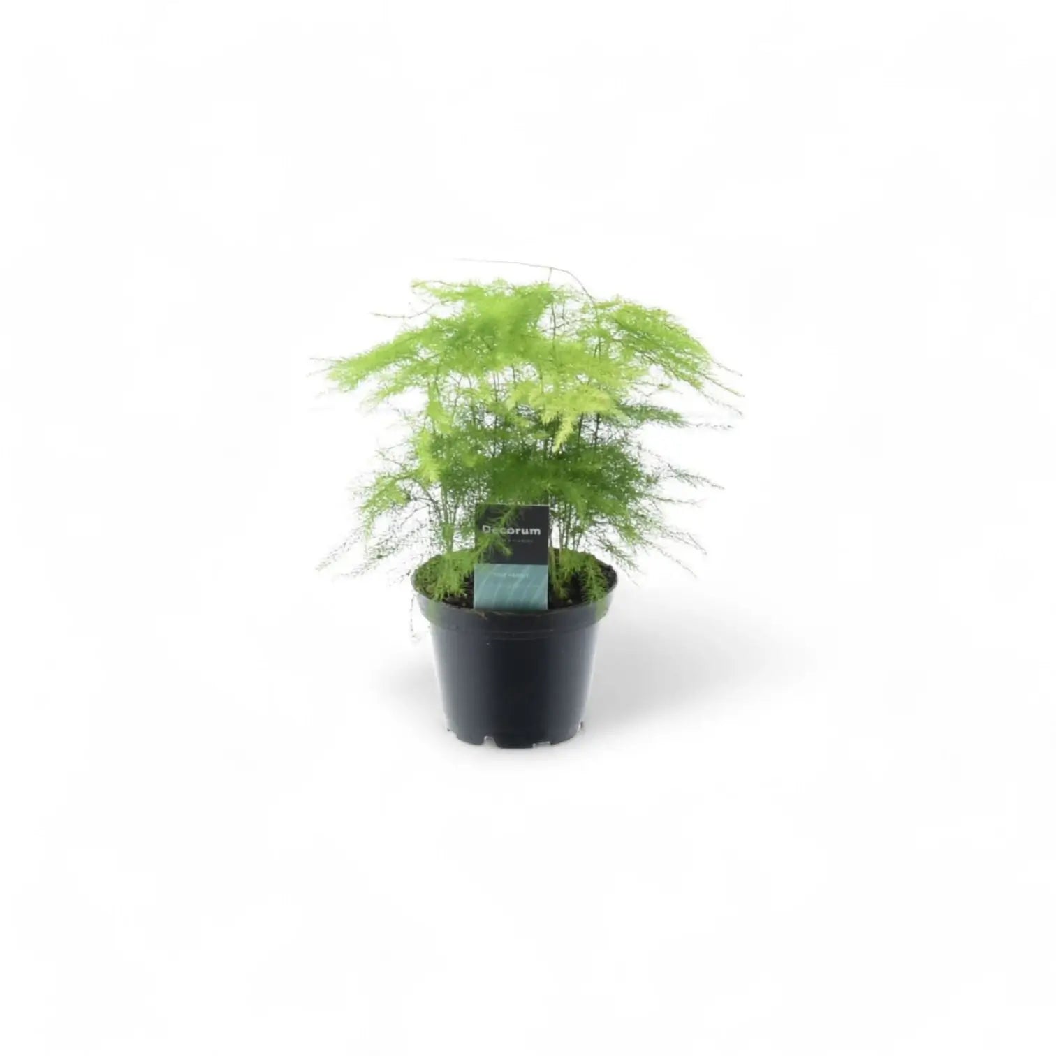 Asparagus setaceus potted plant in nursery pot on white background.