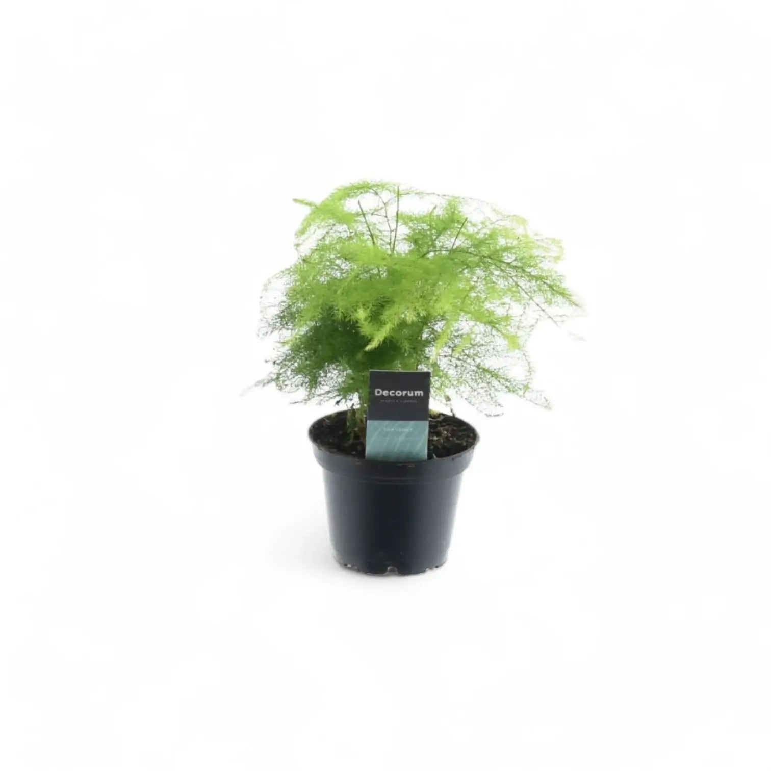 Asparagus setaceus potted plant in nursery pot on white background.