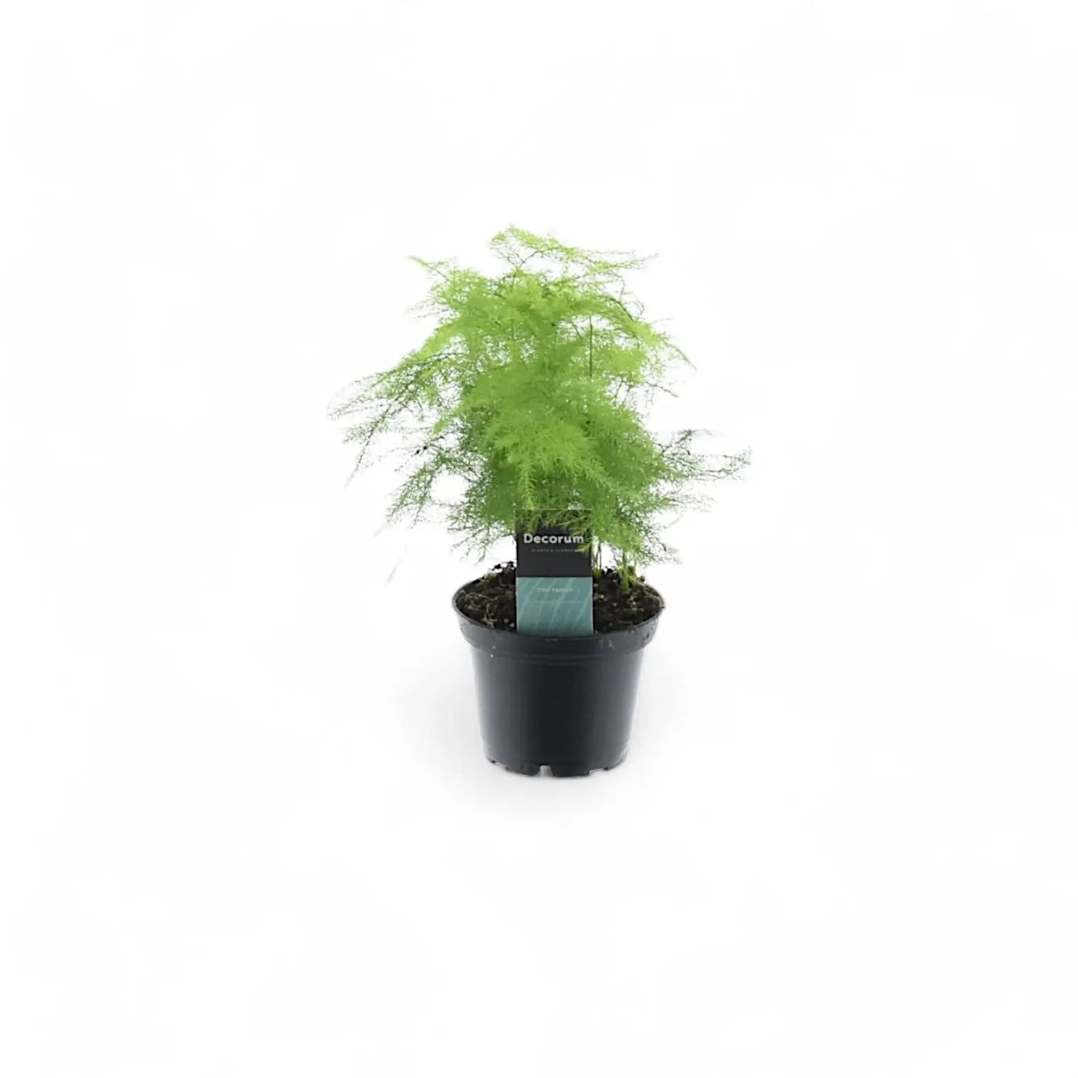 Asparagus setaceus potted plant in nursery pot on white background.