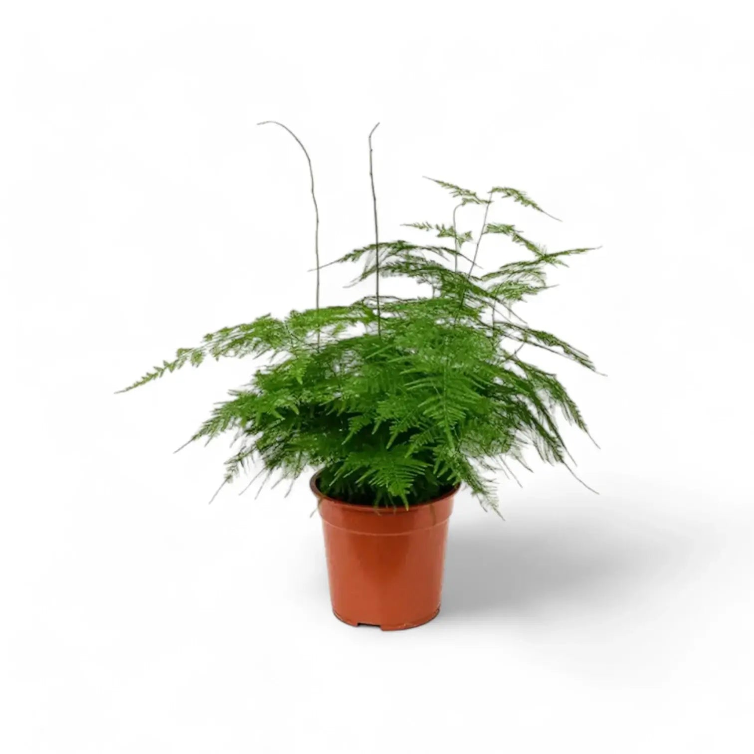 Asparagus setaceus potted plant in nursery pot on white background.
