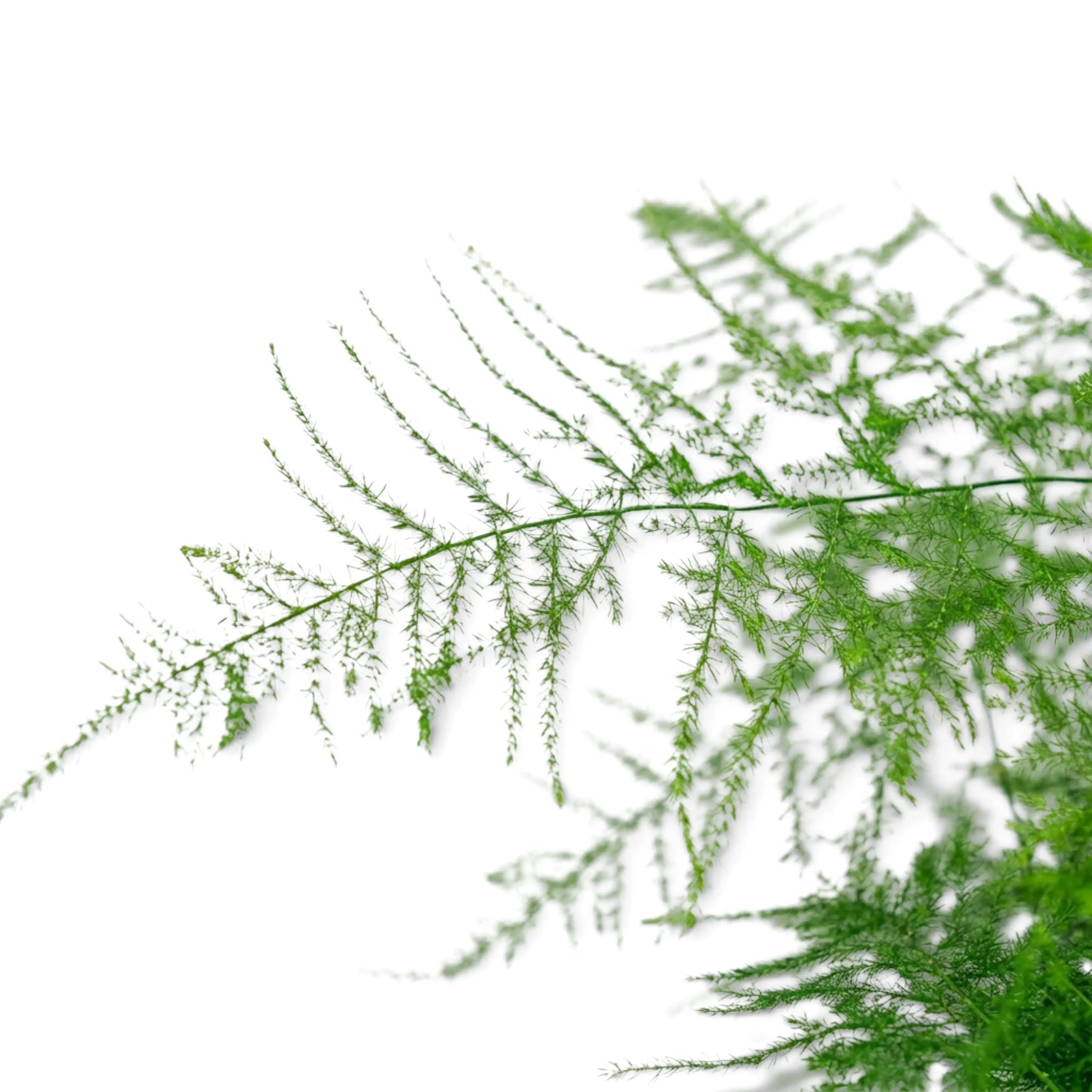 Nahaufnahme fein gefiederter Triebe von Asparagus setaceus an gebogenen grünen Stängeln