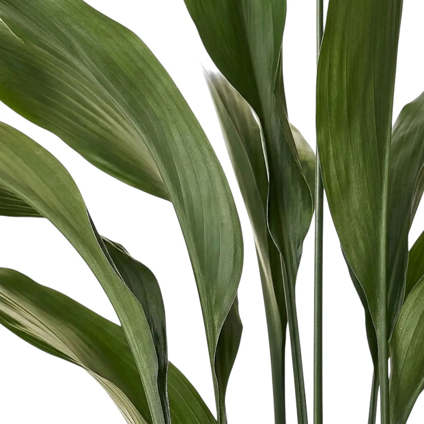 Close-up of upright Aspidistra elatior stalks and long, pointed green leaves