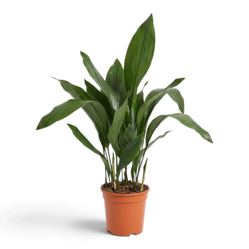 Large Aspidistra elatior with upright and arching leaves in a nursery pot