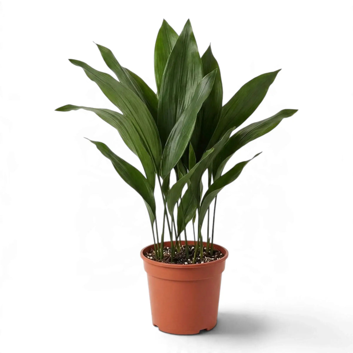 Large potted Aspidistra elatior with a dense clump of dark green leaves