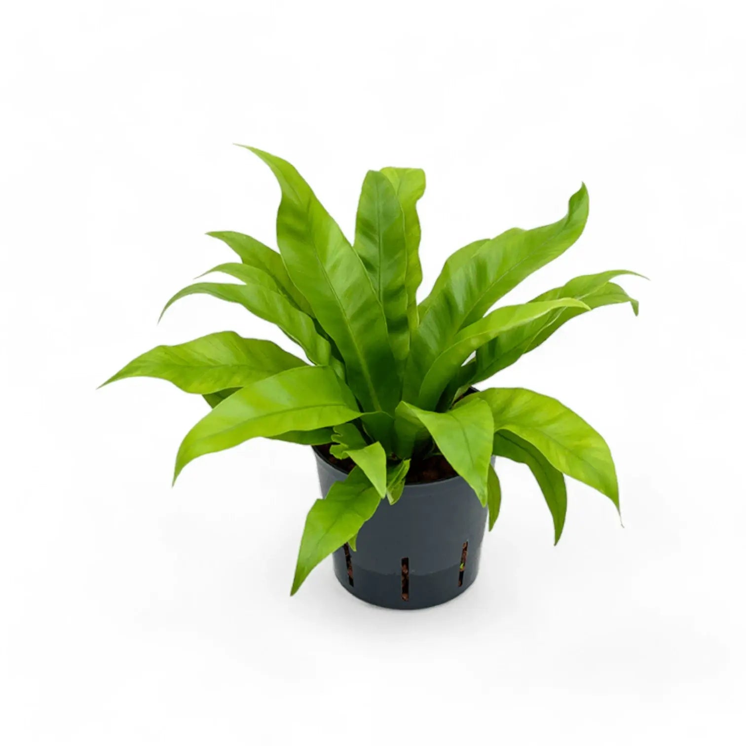 Asplenium antiquum potted plant in nursery pot on white background.