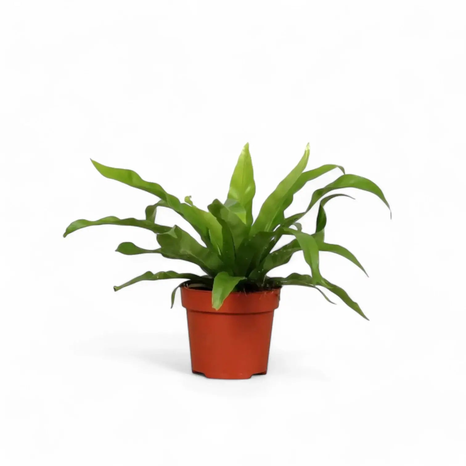 Asplenium antiquum potted plant in nursery pot on white background.