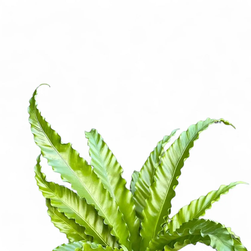 Asplenium antiquum 'Osaka' leaf detail on white background.