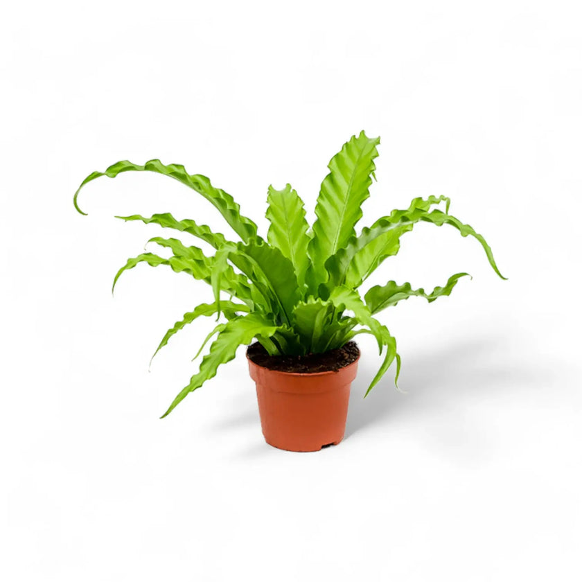 Asplenium antiquum 'Osaka' potted plant in nursery pot on white background.