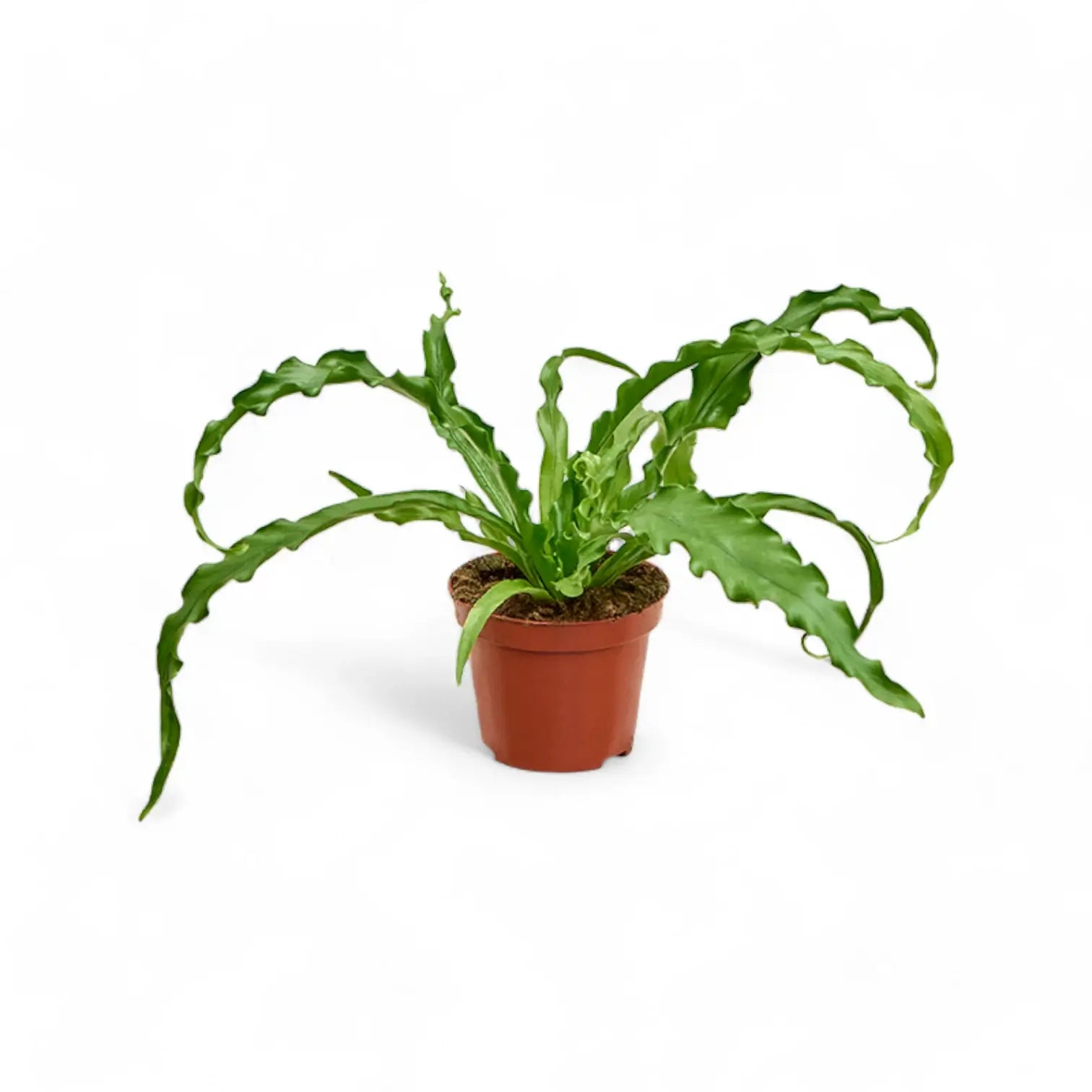 Asplenium antiquum 'Osaka' potted plant in nursery pot on white background.