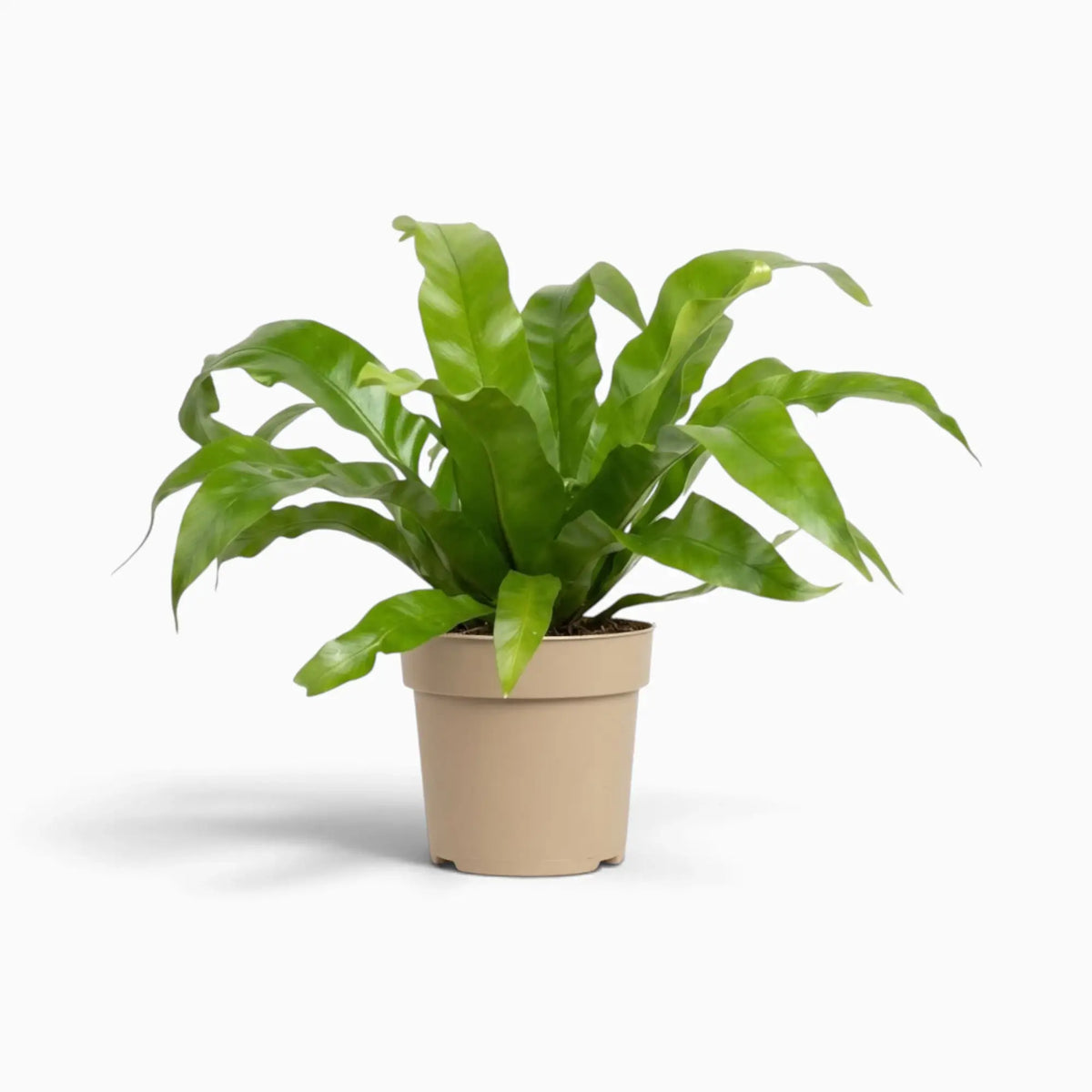 Asplenium antiquum – Farn mit breiten, bogig überhängenden grünen Wedeln in einer Rosette