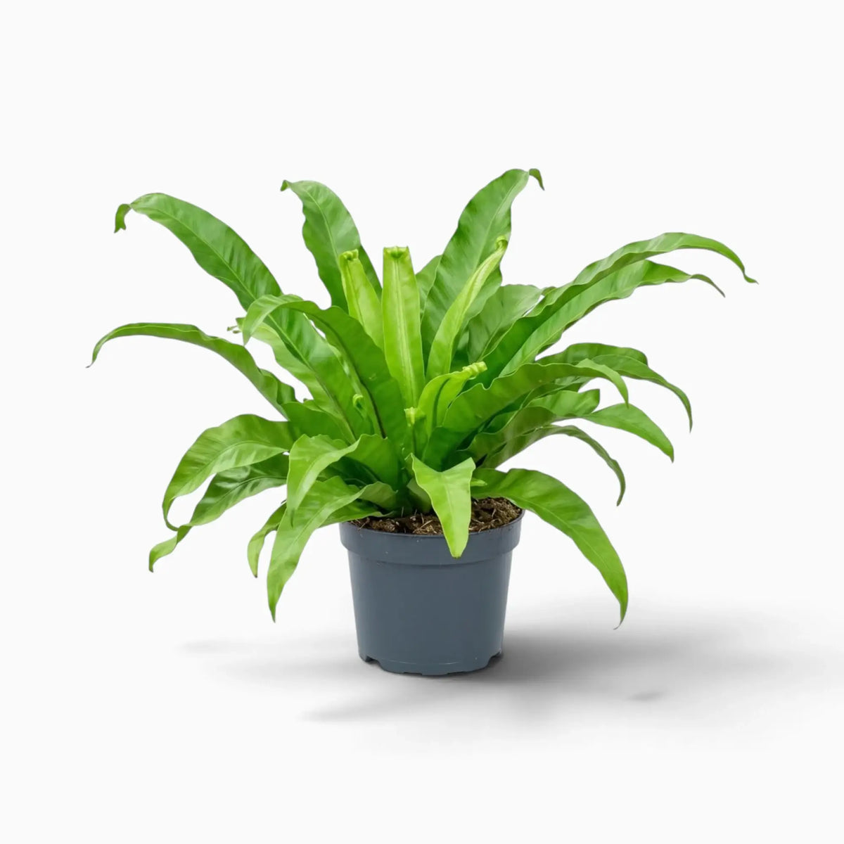 Asplenium antiquum – Farn mit breiten, bogig überhängenden grünen Wedeln in einer Rosette