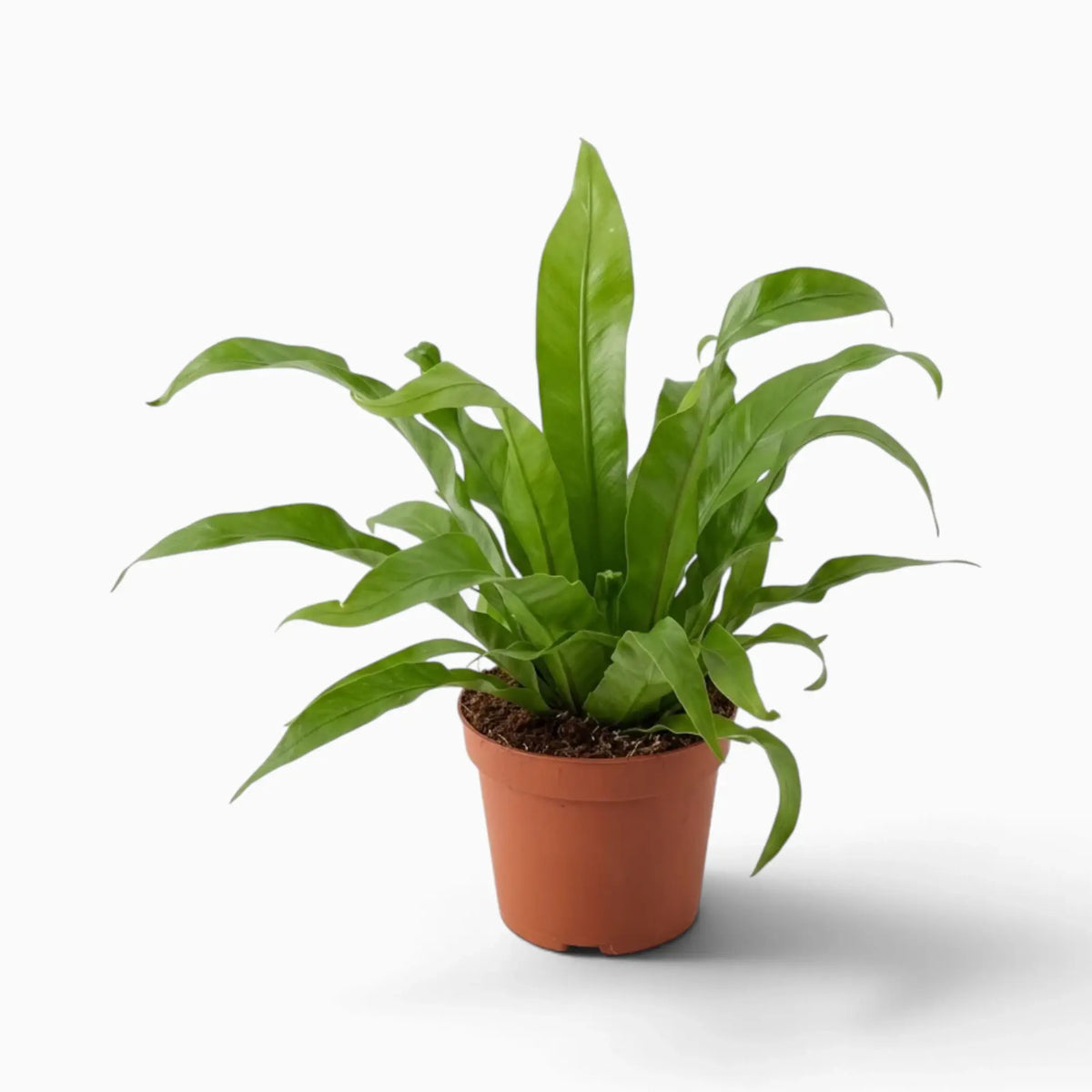 Asplenium antiquum – Farn mit breiten, bogig überhängenden grünen Wedeln in einer Rosette