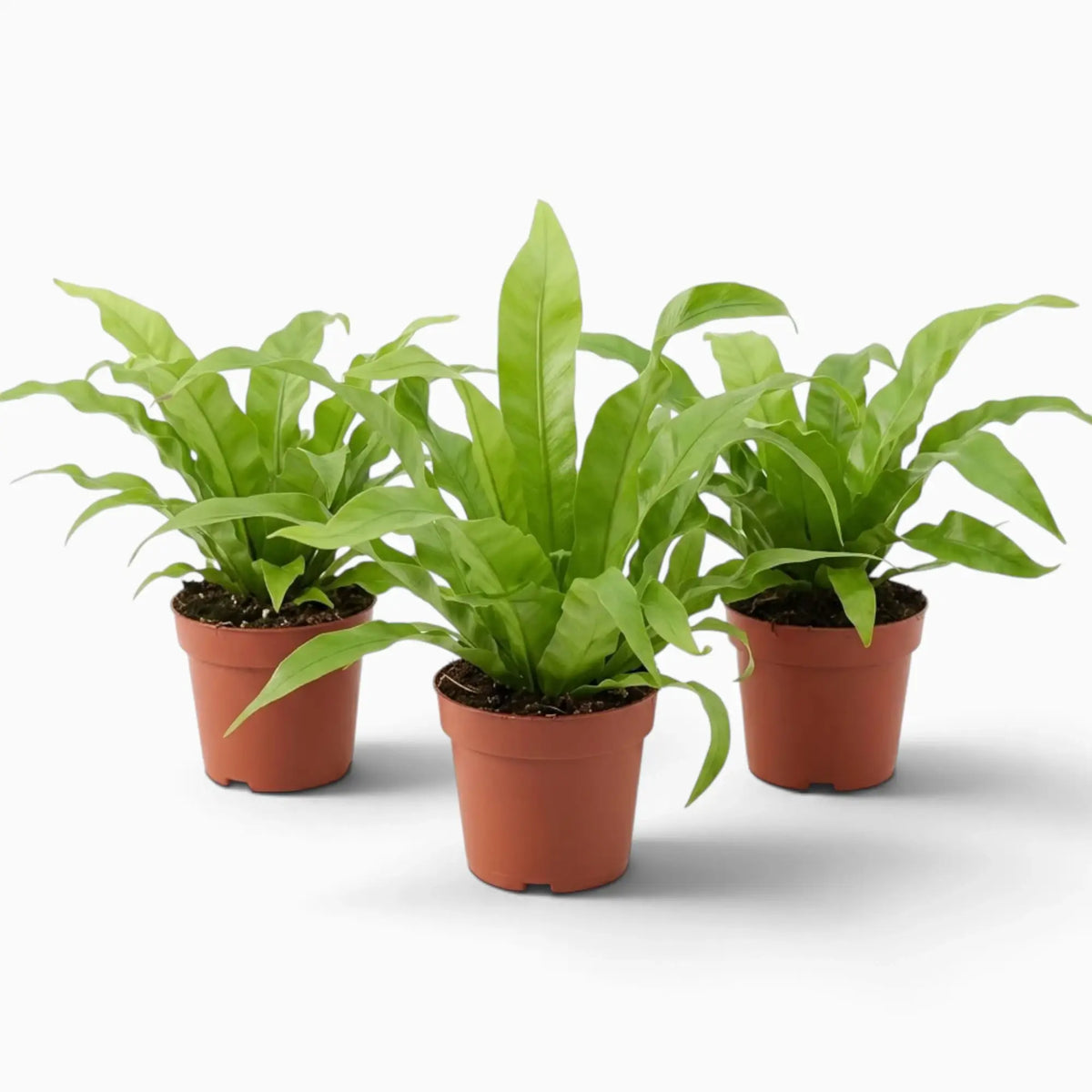 Asplenium antiquum – Farn mit breiten, bogig überhängenden grünen Wedeln in einer Rosette