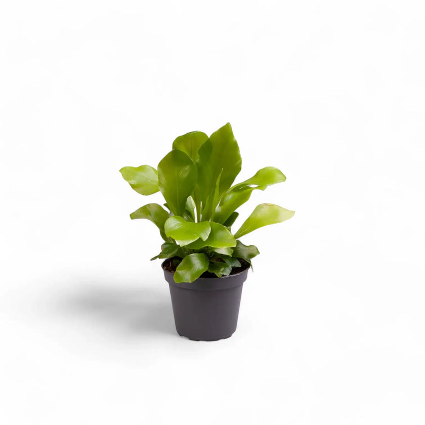 Asplenium nidus potted plant in nursery pot on white background.