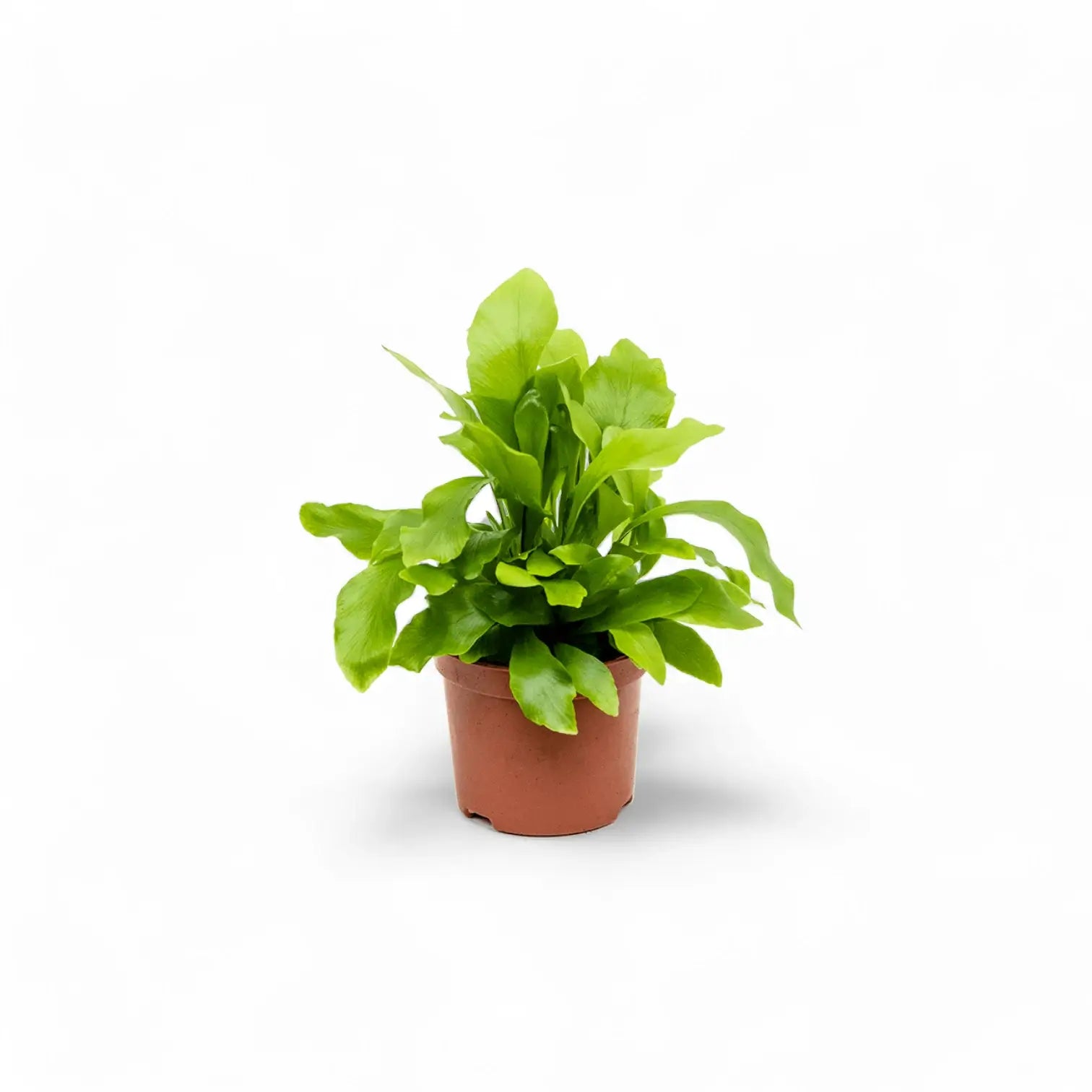 Asplenium nidus potted plant in nursery pot on white background.