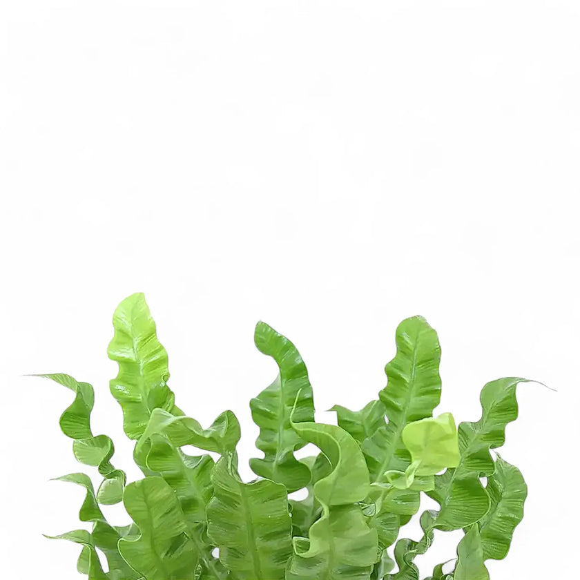 Asplenium nidus 'Crispy Wave' close-up of leaf on white background.