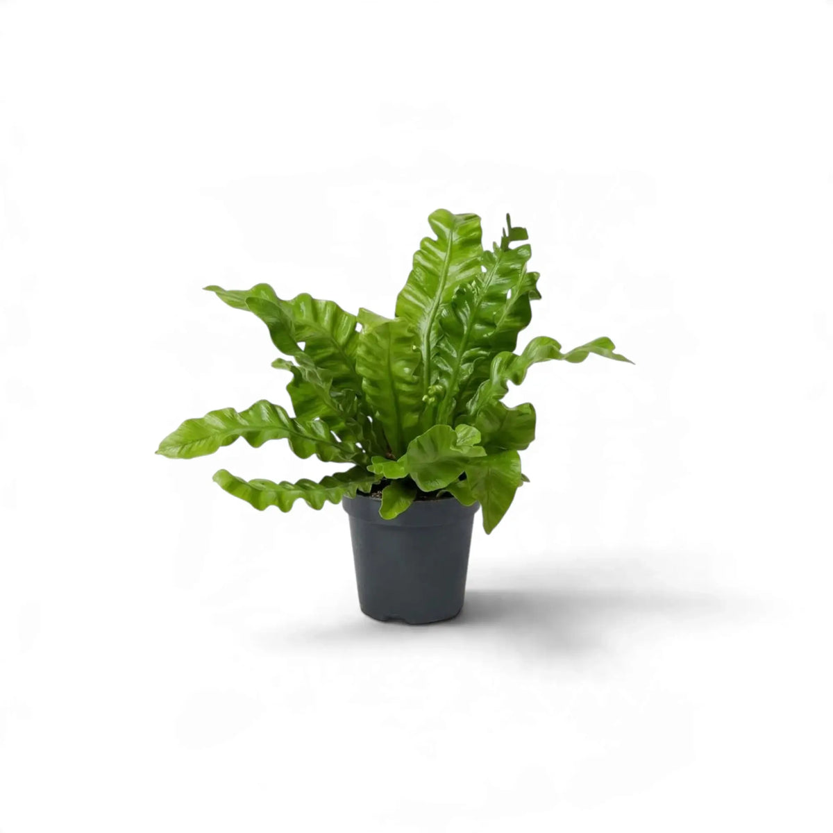 Small potted Asplenium nidus 'Crispy Wave' with tightly rippled fronds