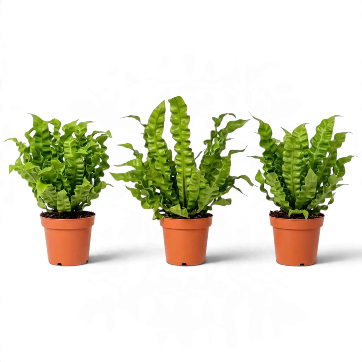 Three potted 'Crispy Wave' ferns with upright, deeply rippled green fronds