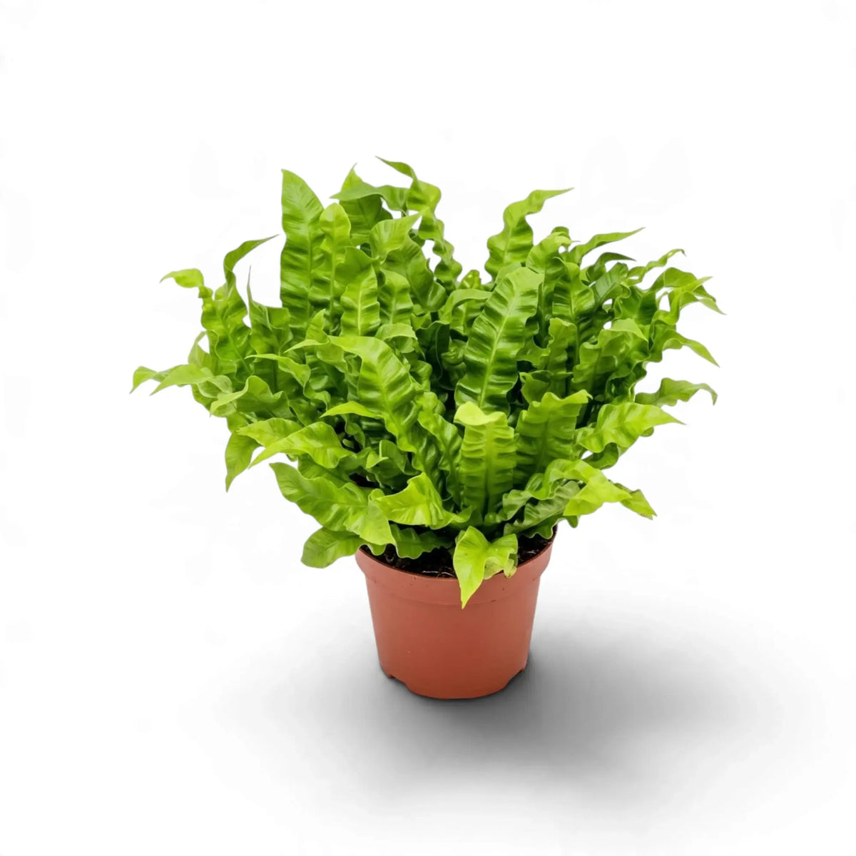 Potted Asplenium nidus 'Crispy Wave' with a dense rosette of wavy fronds