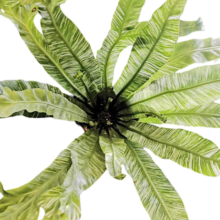 Asplenium nidus variegata potted plant in nursery pot on white background.
