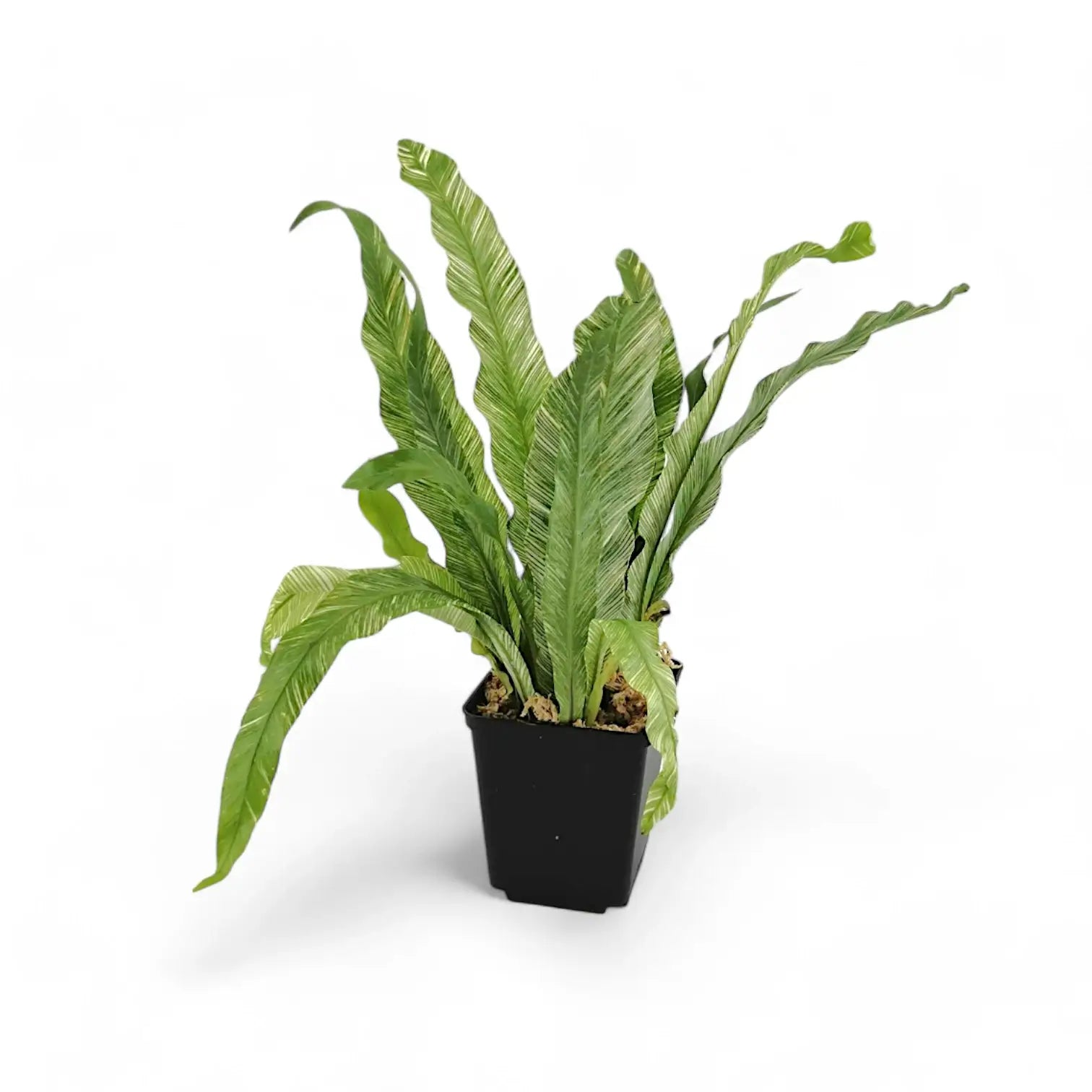 Asplenium nidus variegata Zimmerpflanze im Anzuchttopf vor weißem Hintergrund, Produktfoto 4.